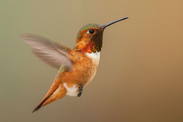 Archer, Ken 아티스트의 Male Rufous hummingbird작품입니다.